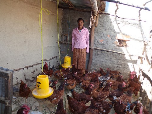 Poultry farming in Ethiopia