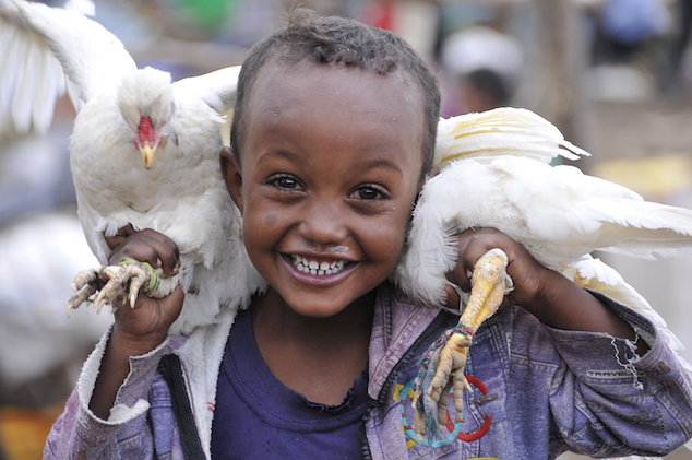 The poultry project