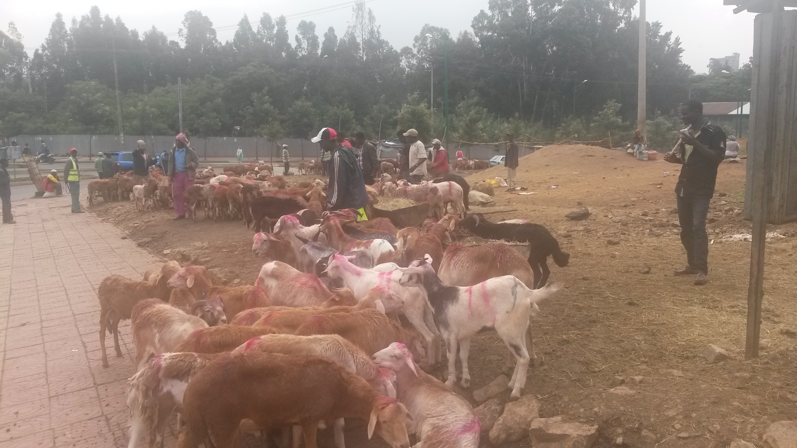 Goats resting before being slaughtered for the international market (Debre Zeit).